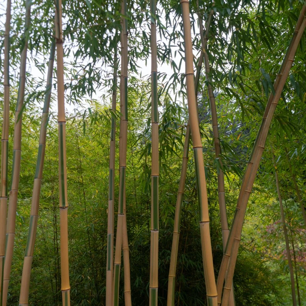 Bambou Doré - Phyllostachys Aurea Koï 1 Bambou Doré - Phyllostachys Aurea Koï