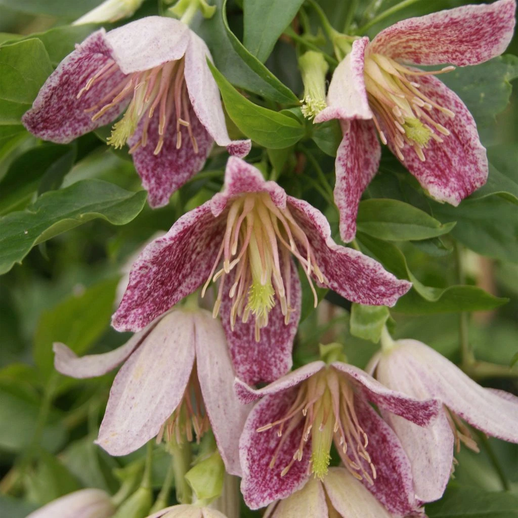 Clématite - Clematis Cirrhosa Advent Bells 1 Clématite - Clematis Cirrhosa Advent Bells