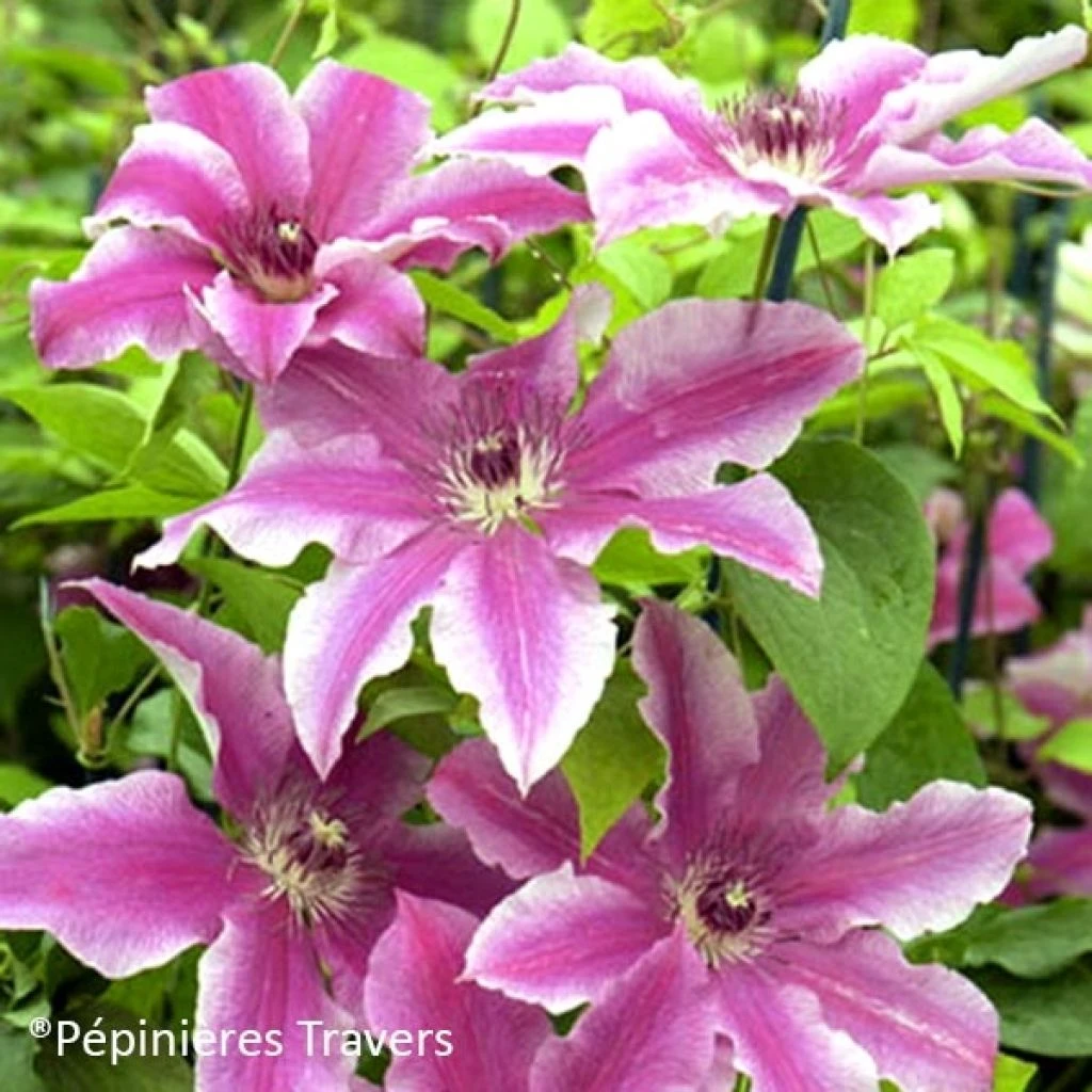 Clématite - Clematis Carnaby 1 Clématite - Clematis Carnaby