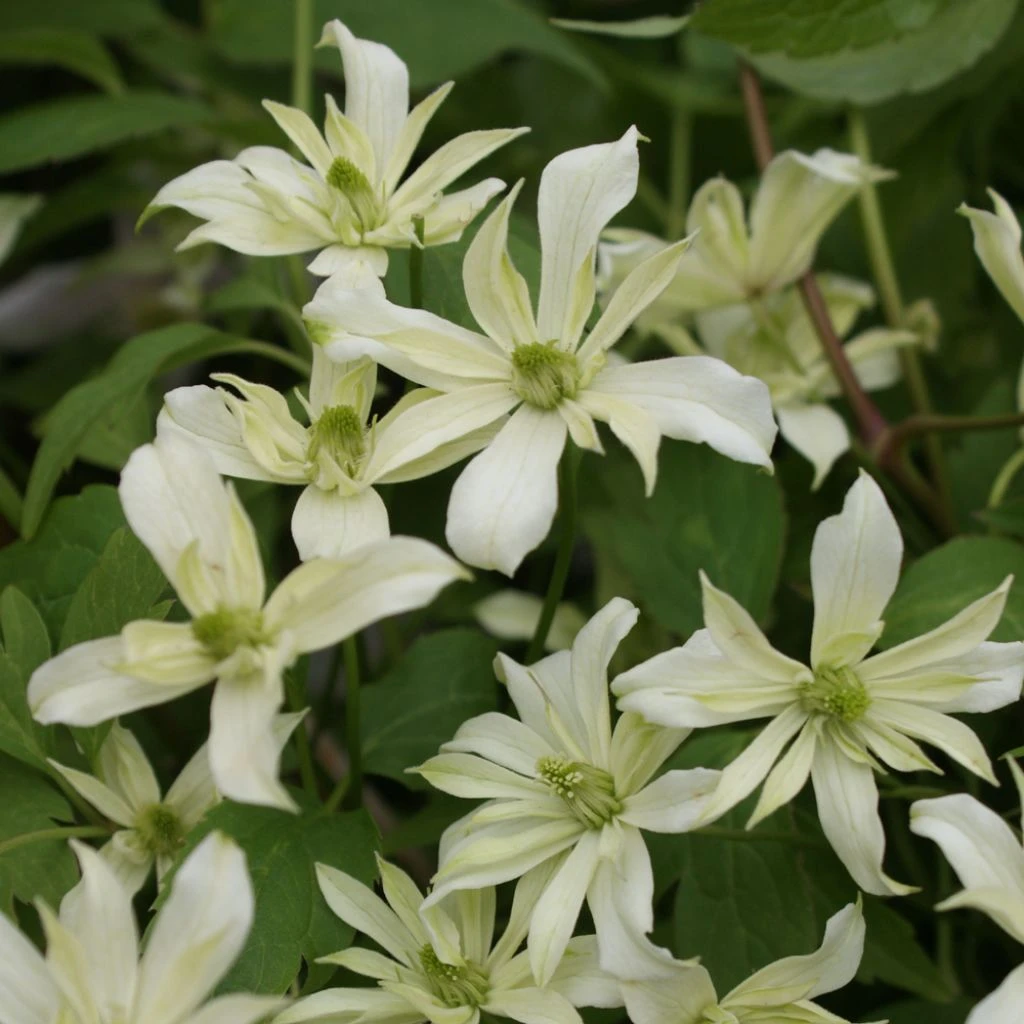 Clématite - Clematis Montana Jenny Keay 1 Clématite - Clematis Montana Jenny Keay