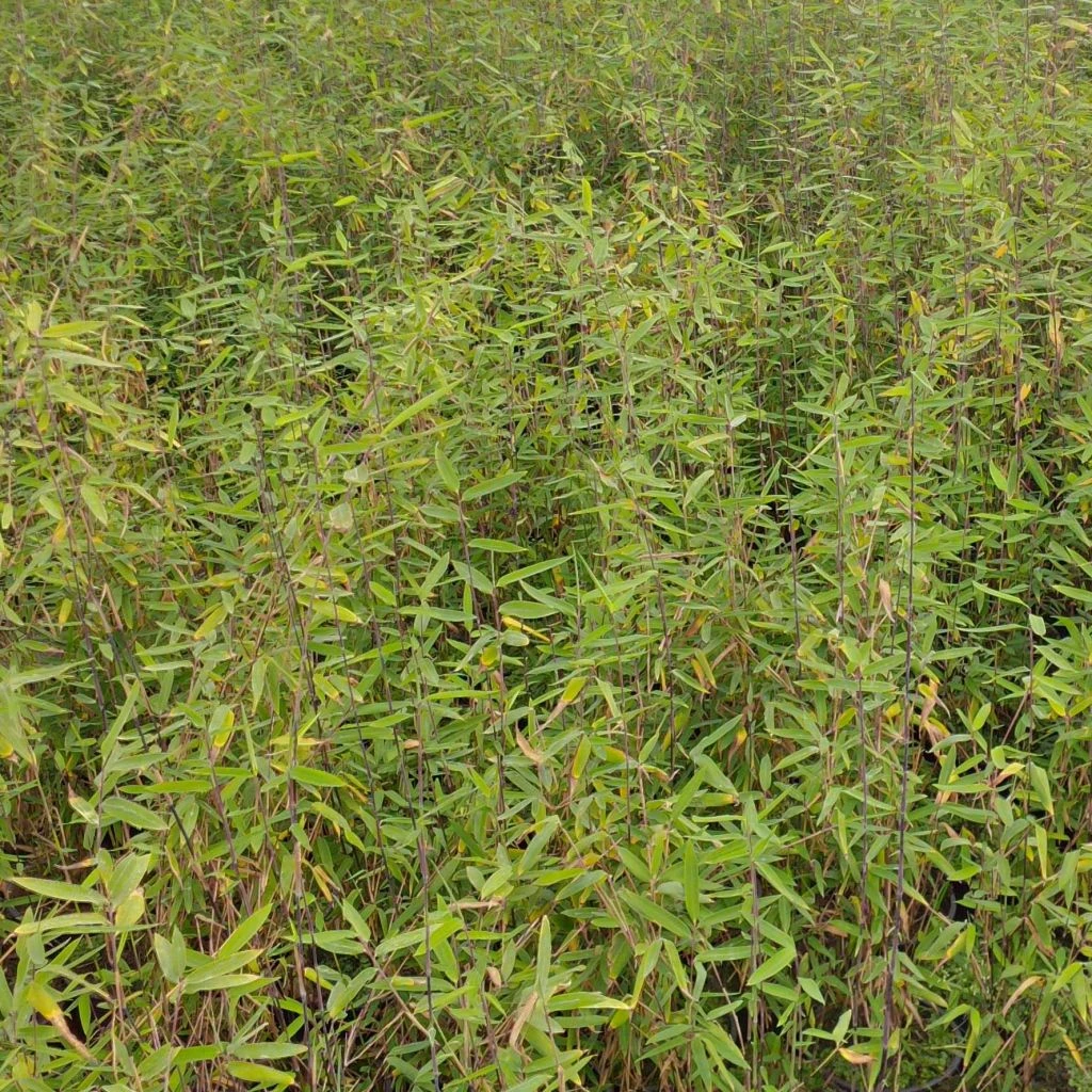 Fargesia Demissa Gerry - Bambou Non Traçant 1 Fargesia Demissa Gerry - Bambou Non Traçant