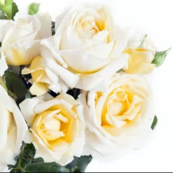 Rosier à Grandes Fleurs Jeanne Coeur