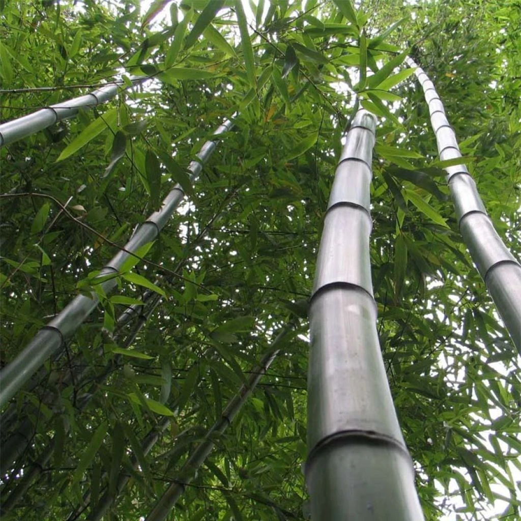Phyllostachys Vivax Huangwenzhu - Bambou Géant 1 Phyllostachys Vivax Huangwenzhu - Bambou Géant