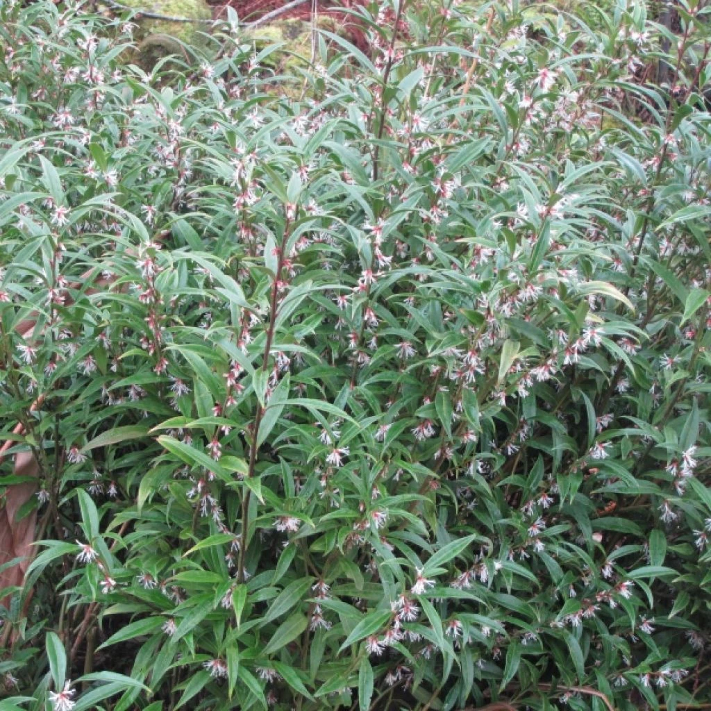 Sarcococca Hookeriana Digyna 1 Sarcococca Hookeriana Digyna