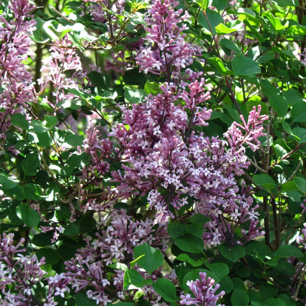 Lilas - Syringa Meyeri Palibin 1 Lilas - Syringa Meyeri Palibin