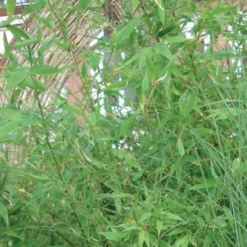 Bambou Non Traçant - Fargesia Murielae Jumbo