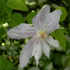 Clématite - Clematis Jackmanii Alba