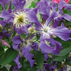 Clématite - Clematis Blue Pirouette