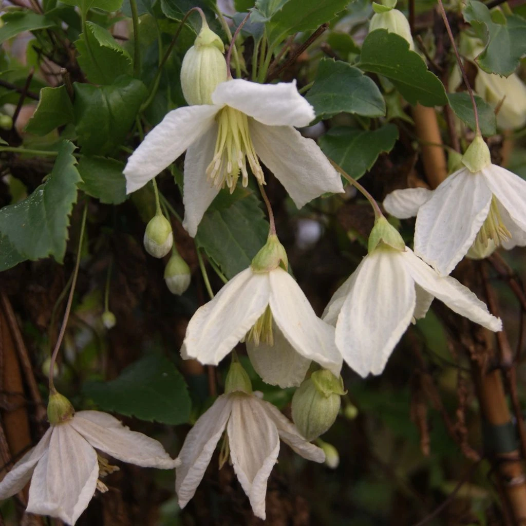 Clématite - Clematis Cirrhosa Jingle Bells 1 Clématite - Clematis Cirrhosa Jingle Bells