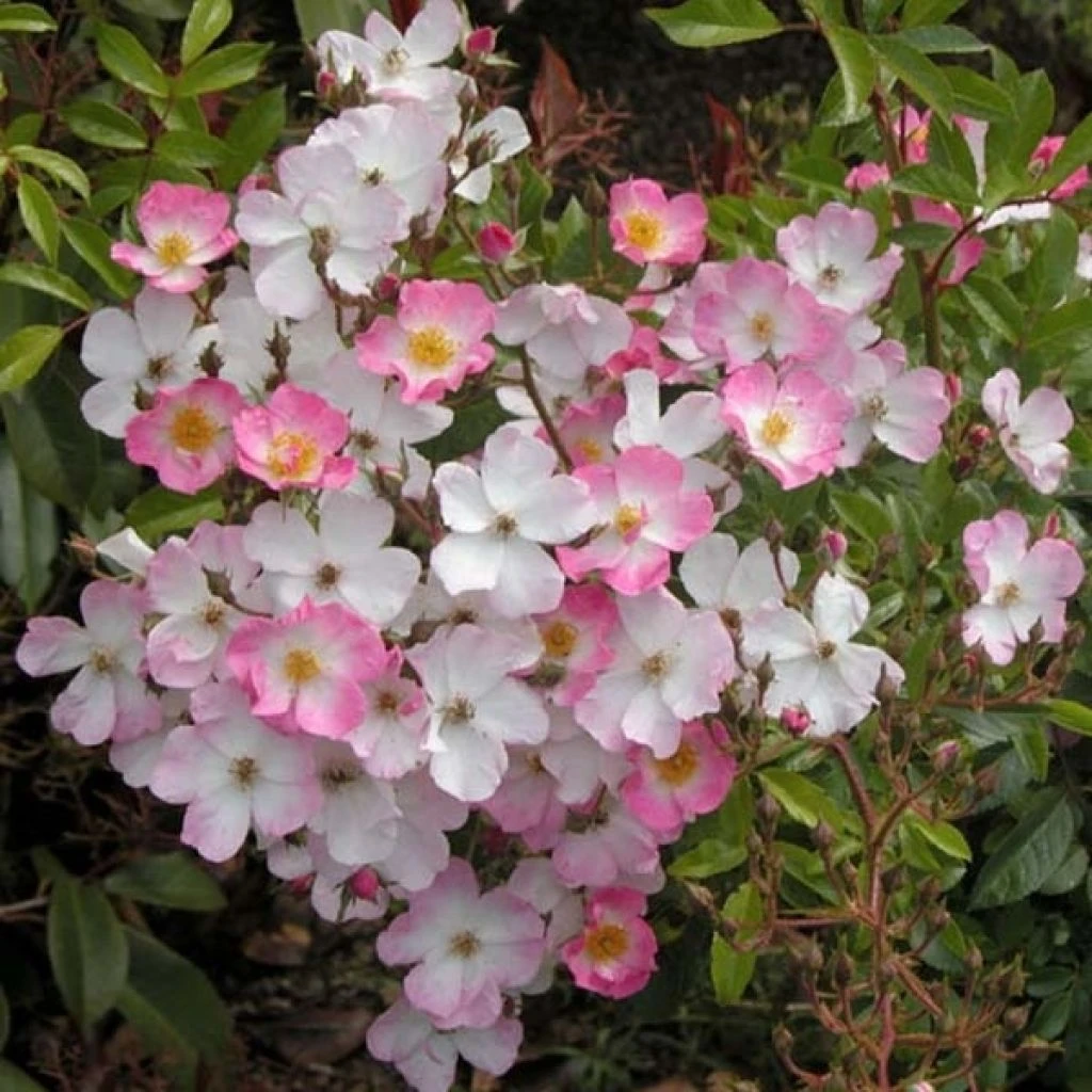 Rosier Tige Ballerina 1 Rosier Tige Ballerina