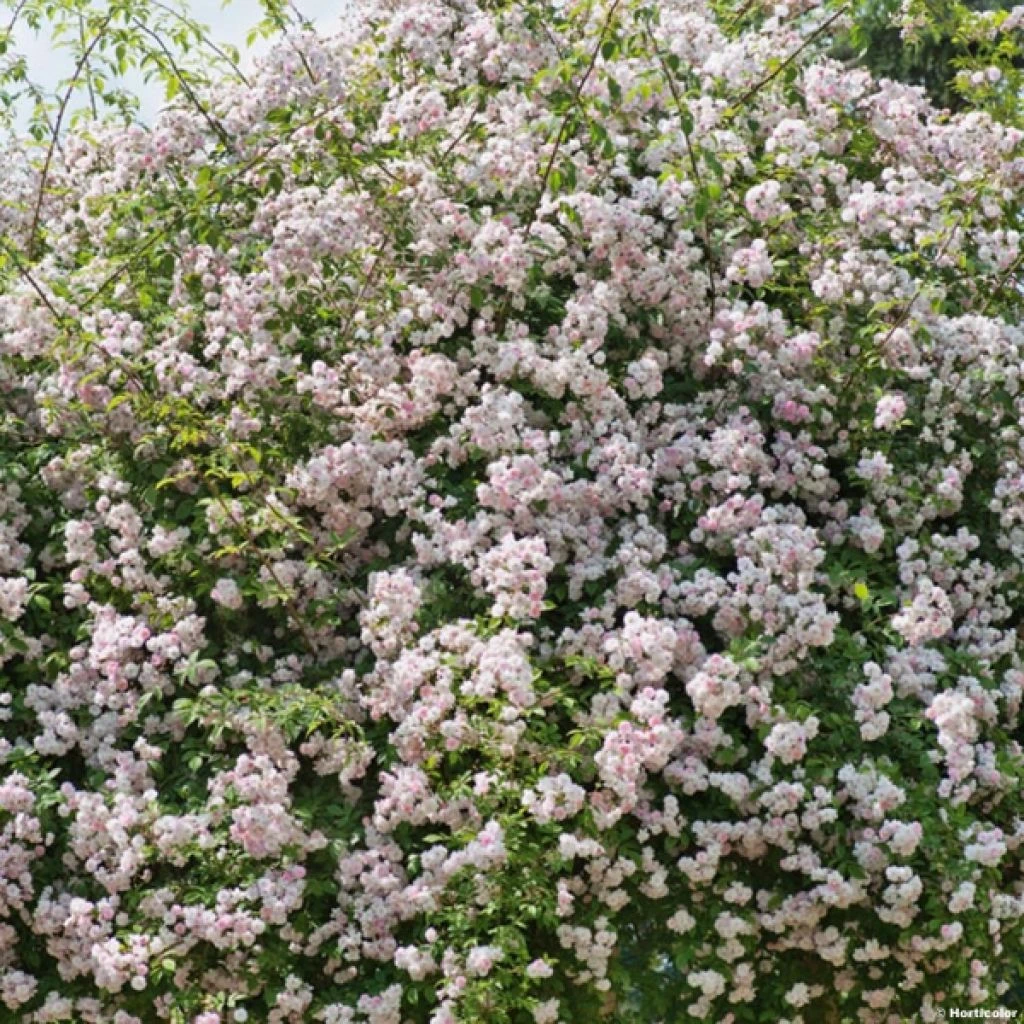Rosier Liane Paul's Himalayan Musk 1 Rosier Liane Paul's Himalayan Musk