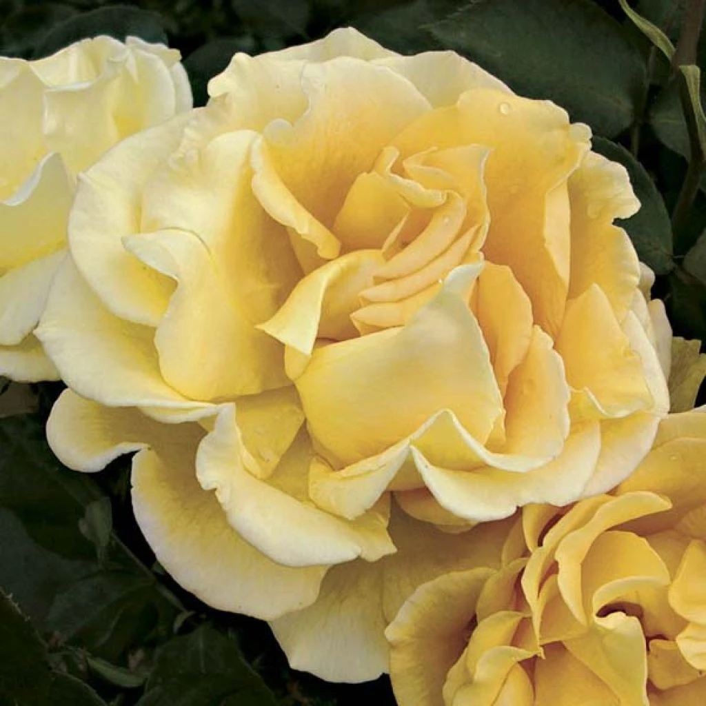 Rosier à Grandes Fleurs Ville De Chine 1 Rosier à Grandes Fleurs Ville De Chine