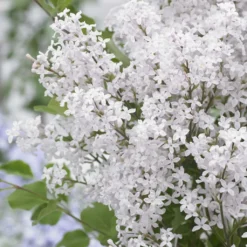 Lilas Nain - Syringa Meyeri Flowerfesta White
